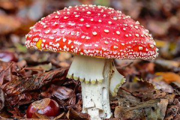 Corso formativo per l&#39;idoneit&#224; alla vendita dei funghi epigei freschi